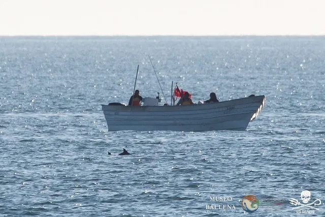 vaquita e barco de pesca