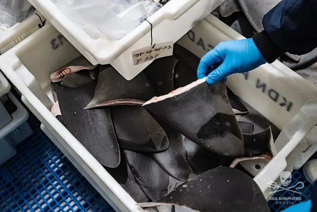 Barbatanas em caixas brancas provenientes da caça de tubarão no Brasil. Uma mão em luva cirúrgica azul segura uma delas.