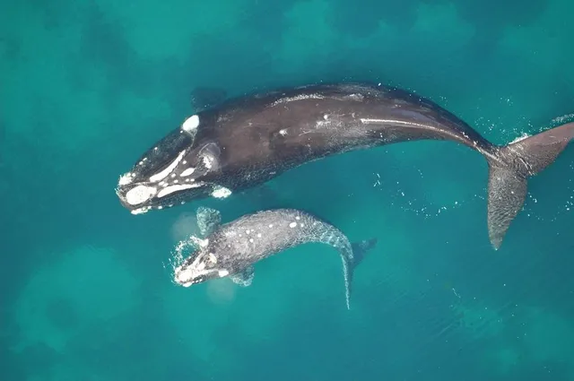 Baleia-franca bebê e mãe. Sea Shepherd garante proteção na APA da Baleia Franca.