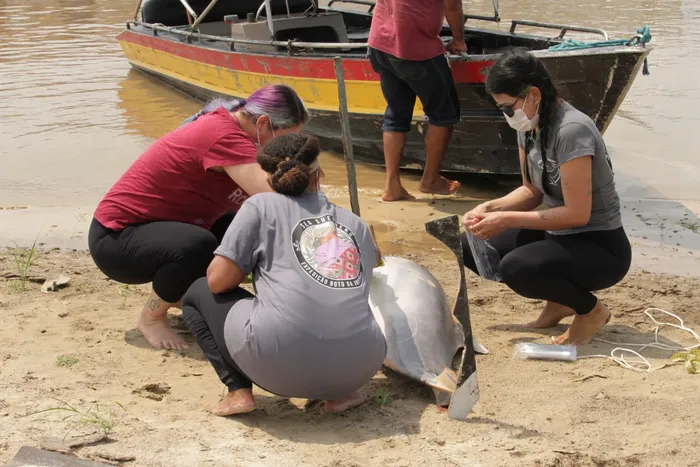 Equipe da Sea Shepherd Brasil examina um boto morto na margem do lago