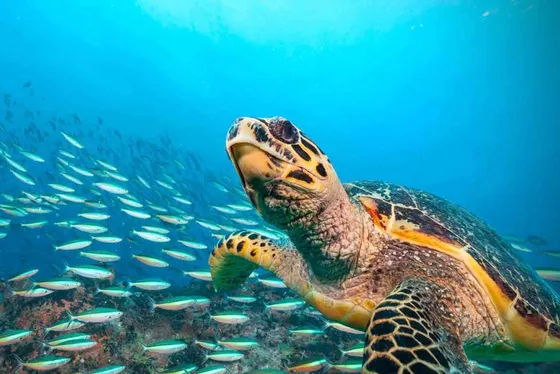 Uma tartaruga marinha nadando