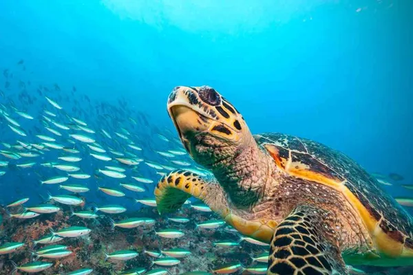 Tartaruga marinha nadando