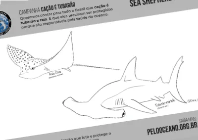 Desenhos de contorno de uma raia e de um tubarão-martelo, prontos para colorir
