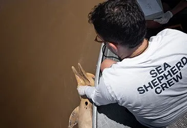 Remoção de animal morto para necropsia