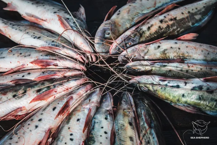 Pescadores manuseiam a piracatinga capturada ilegalmente para venda na Colômbia