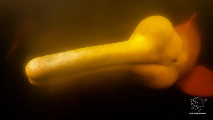 Um boto-cor-de-rosa curioso nada à tona nas águas escuras do rio Amazonas