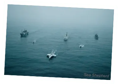 Tripulação da Sea Shepherd