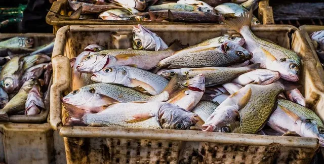 Peixes mortos em cesto