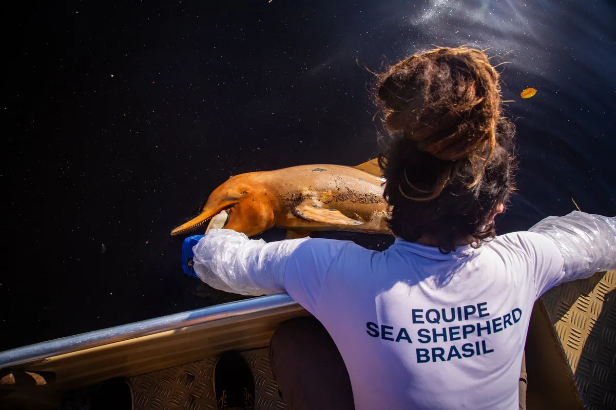 Integrante da equipe da Sea Shepherd Brasil ao lado de um boto encontrado morto, na borda do barco