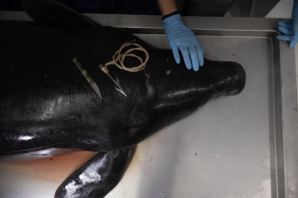 Peixe-boi morto sobre a mesa de um laboratório, com instrumentos de necropsia