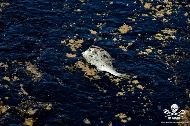 Peixe morto em petróleo