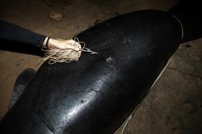 Corda amarrada ao corpo de um peixe-boi morto por caçadores