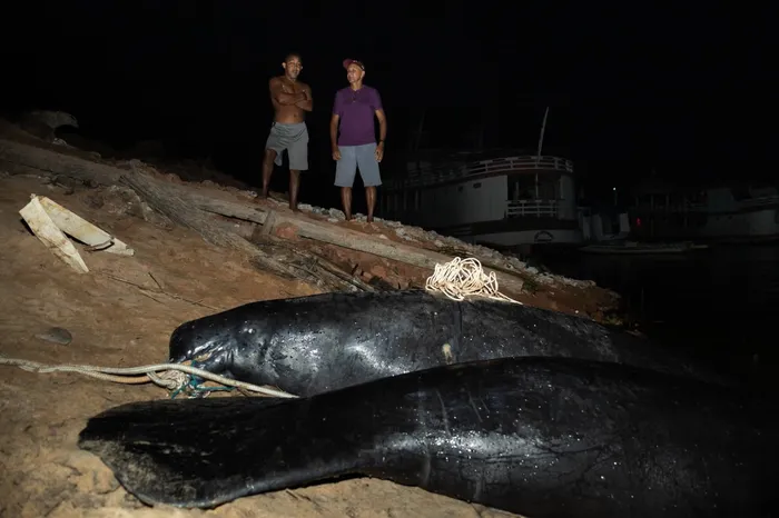 Dois peixes-boi mortos na margem do rio, à noite