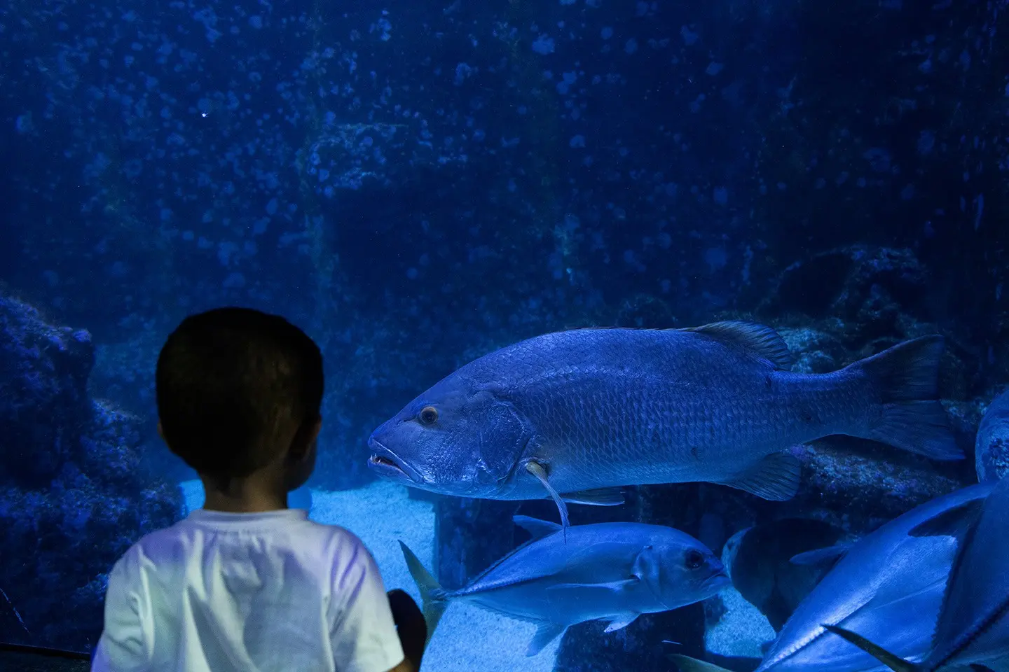 Criança observa peixes no aquário de São Paulo - apenas 41% das crianças obtiveram algum aprendizado depois uma visita a este tipo de estabelecimento, segundo pesquisa