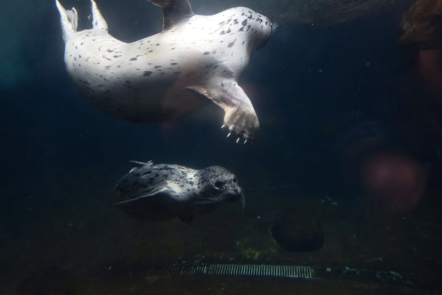 Focas no aquário de São Paulo
