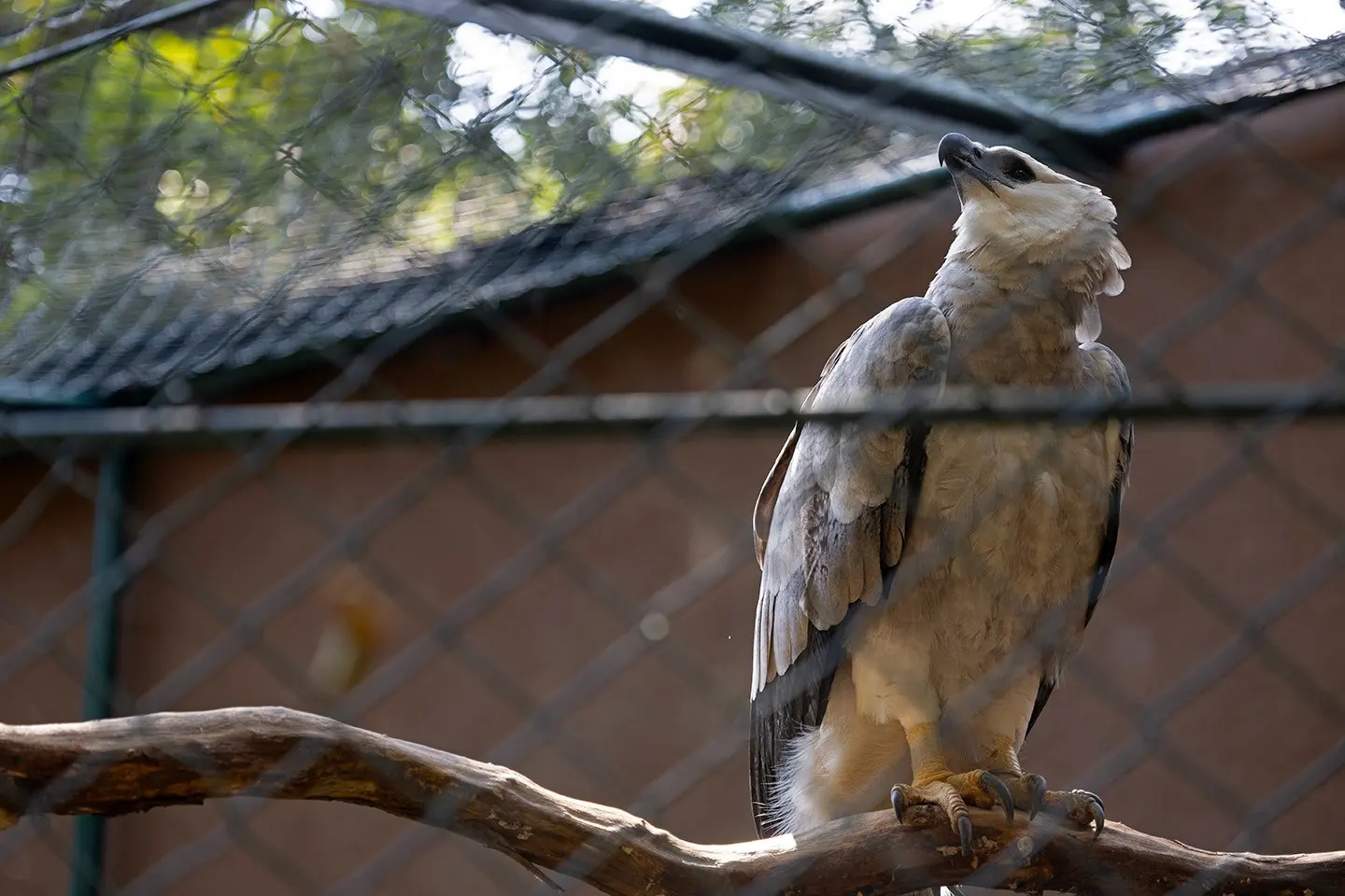 De dentro de sua gaiola, no zoológico de São Paulo, uma Harpia observa o céu.