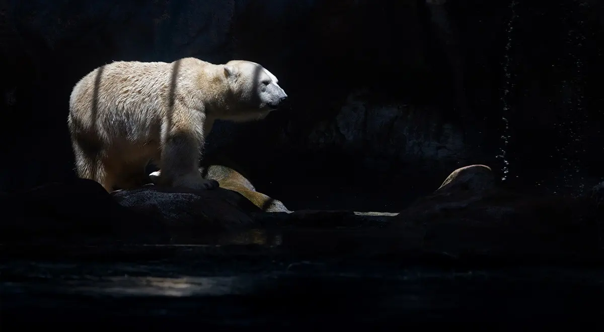 A ursa Aurora no aquário de São Paulo