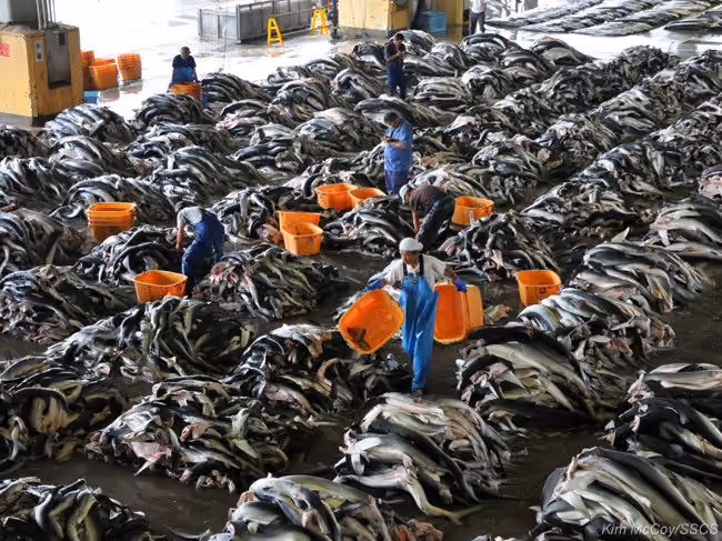 Tubarões dizimados em escala industrial pela Sanriku Kakou Corporation. Foto: Kim McCoy / Sea Shepherd