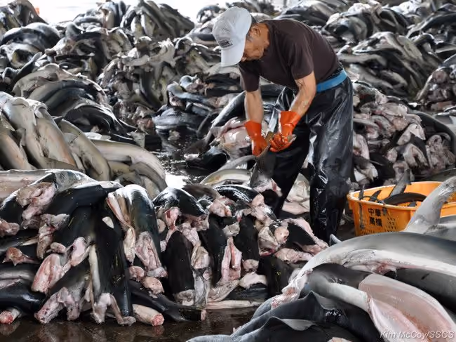 Empregado da Sanriku Kakou Corporation remove as barbatanas de um dos tubarões. Foto: Kim McCoy / Sea Shepherd
