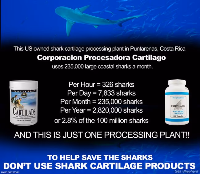 Para ajudar a salvar os tubarões, não use produtos de cartilagem de tubarão. Foto: Sea Shepherd Hong Kong / Gary Stokes