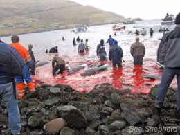 news_110408_1_3_Slaughter_has_begun_0070