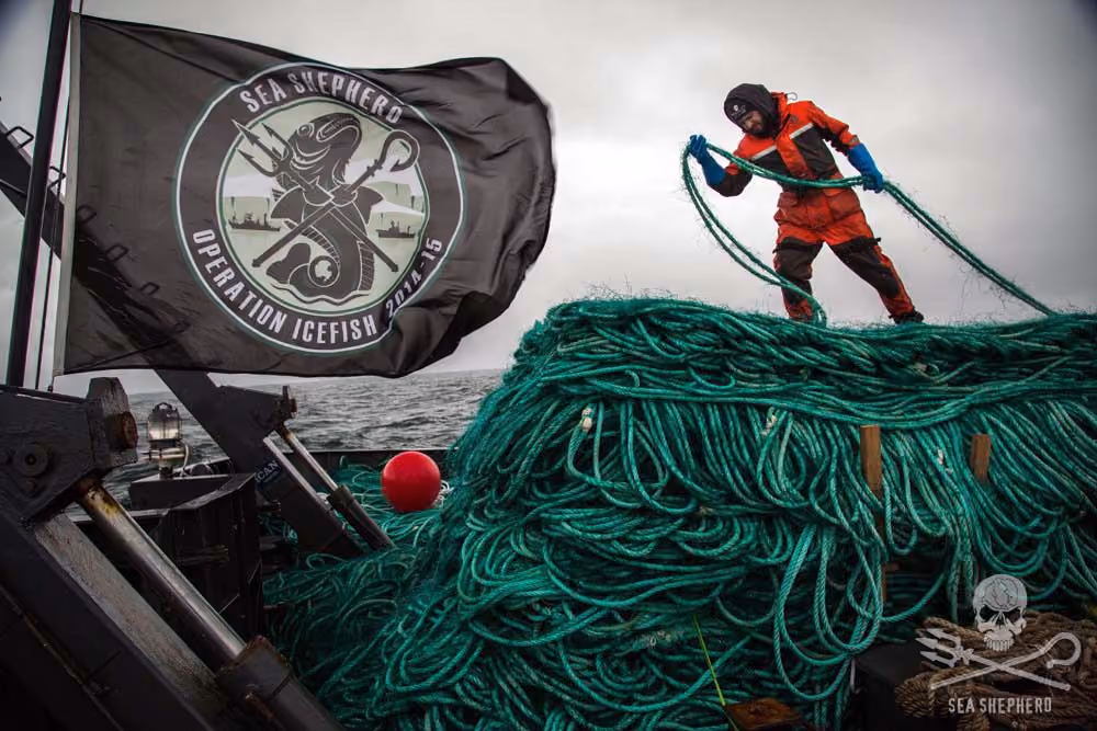 A tripulação do Sam Simon foi capaz de recolher 72 Km de redes de pesca ilegais. Foto: Sea Shepherd / Giacomo Giorgi