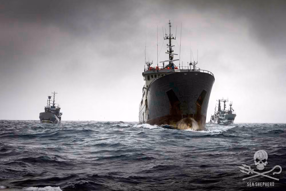 Bob Barker e Sam Simon perseguindo o Thunder. Foto: Sea Shepherd / Simon Ager