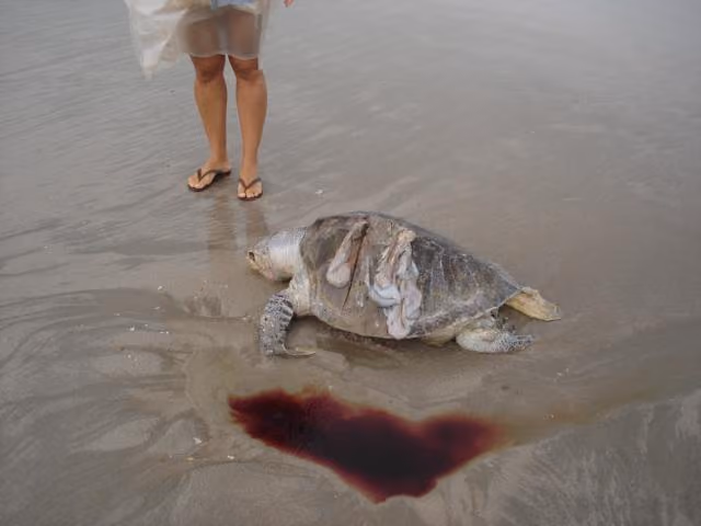 A pesca com bomba e suas vítimas