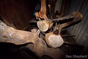 Vértebra de baleia dentro da estação baleeira. Foto: Simon Ager