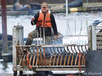 Trabalhador do Departamento de Pesca e Vida Selvagem de Oregon queima um leão-marinho, enquanto usa um chapéu escrito "Sea Lion Pastor". Foto: Aaron Hall / Sea Shepherd