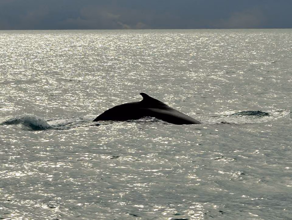 Jubartes em Abrolhos - Foto: Miguel Coutinho