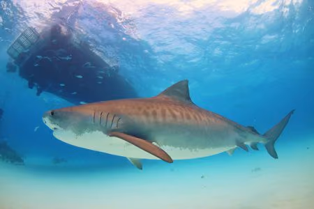 A ilha de La Reunión anunciou que planeja matar 94 tubarões-tigre e tubarões-touro, em uma resposta extrema às cinco mortes por ataque de tubarão que ocorreram desde 2011. Foto: Albert Kok / Wiki Commons