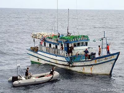 Sea Shepherd se aproxima do Varadero. Foto: Sea Shepherd