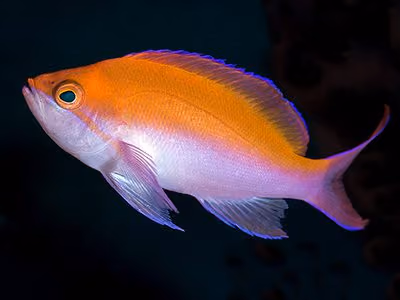 Anthius bicolor. Foto: Robert Wintner