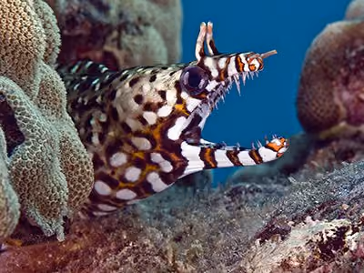Enguia Dragão Moray. Foto: Robert Wintner
