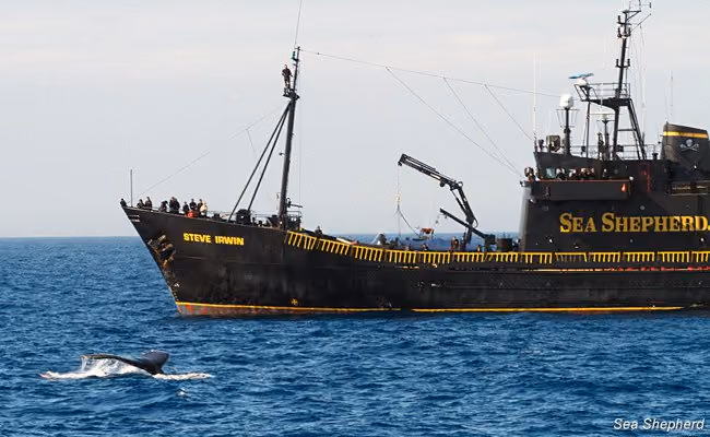 Uma baleia jubarte mergulha ao lado do Steve Irwin (Foto: Gary Stokes)