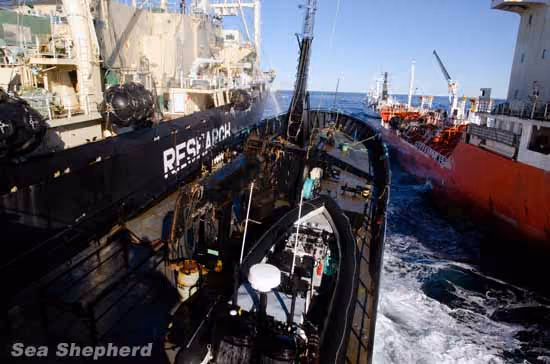Nisshin Maru colide o Bob Barker no Sun Laurel. Foto: Glenn Lockitch