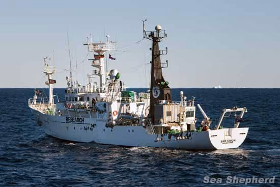 Danos no Sam Simon depois de ter sido abalroado pelo Nisshin Maru. Foto: Tim Watters
