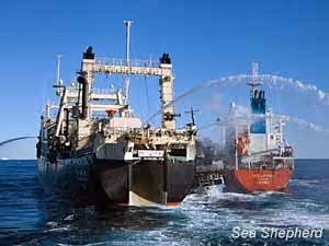 Nisshin Maru empurra Bob Barker no Sun Laurel. Foto: Tim Watters