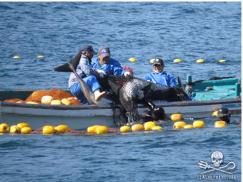 Golfinho-de-laterais-brancas-do-atlântico sendo puxado para o barco. Foto: SSCS