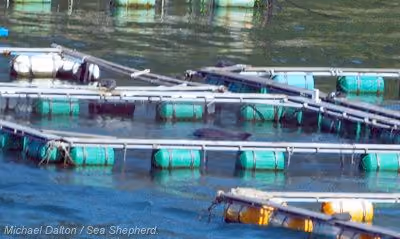 Golfinhos são capturados no Japão e vendidos por centenas de milhares de dólares para parques aquáticos em todo o mundo. 