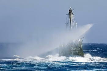 Sea Shepherd ataca baleeiros com jatos d’água.