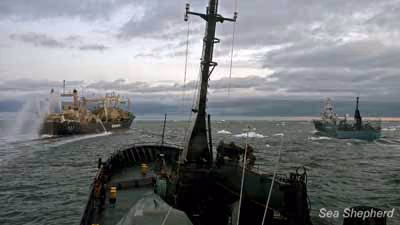 O Bob Barker se move para a posição atrás do navio-fábrica baleeiro fábrica, Nisshin Maru, para bloquear a transferência de baleias a partir do navio arpoador. Foto: Sam Sielen / Sea Shepherd