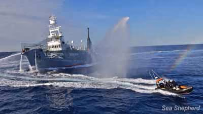As tripulações dos botes da Sea Shepherd distraem o navio arpoador, Yushin Maru 3, de caçar baleias. Foto: Billy Danger / Sea Shepherd