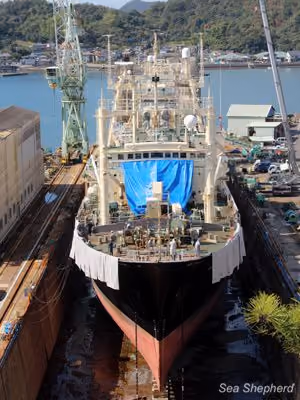 O Nisshin Maru em doca seca. Foto: Sea Shepherd