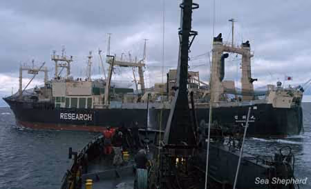 O Bob Barker se move para a posição atrás do Nisshin Maru para bloquear a transferência de baleias mortas para processamento. Foto: Sam Sielen / Sea Shepherd