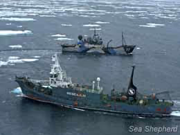 Steve Irwin e Yushin Maru