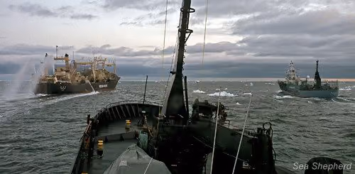 O Yushin Maru 3 e o Nisshin Maru fogem do Bob Barker (Foto: Sam Sielen)