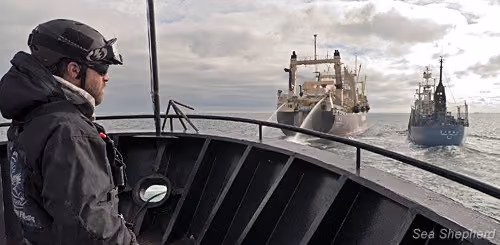 Bosun Benjamin Potts observa o Nisshin Maru e Yushin Maru 3 da proa do Bob Barker (Foto: Sam Sielen)