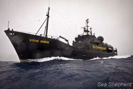 O Steve Irwin rumo ao Mar de Ross (Foto: Barbara Veiga)